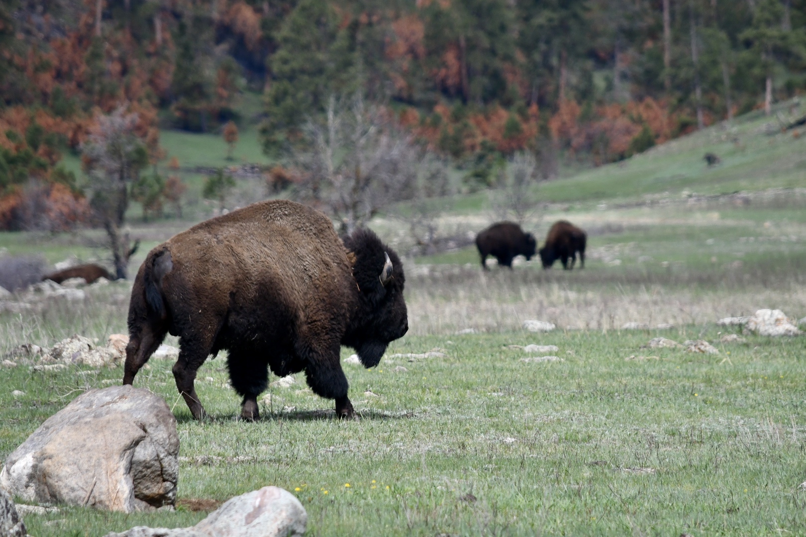 Custer State Park Bison geht über Wiese, dahinter zwei grasende Bisons