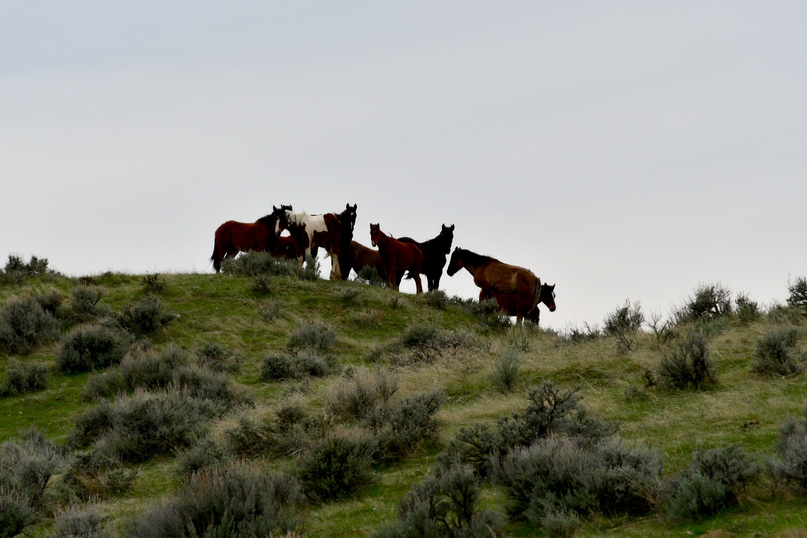 Montana Mustangs auf Hügel