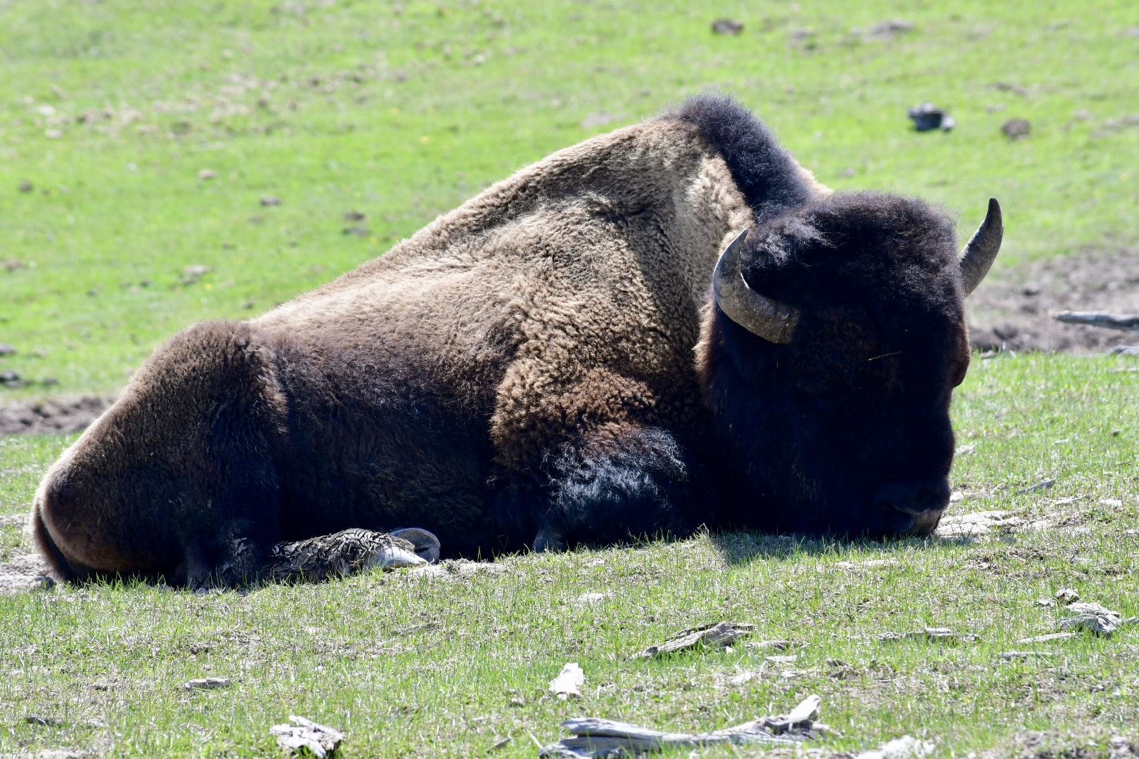 großer brauner Bison mit gewaltigem Kopf und schwarzer Mähne liegt auf grüner Wiese